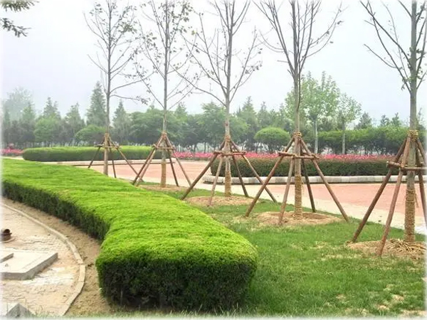 市政绿化工程